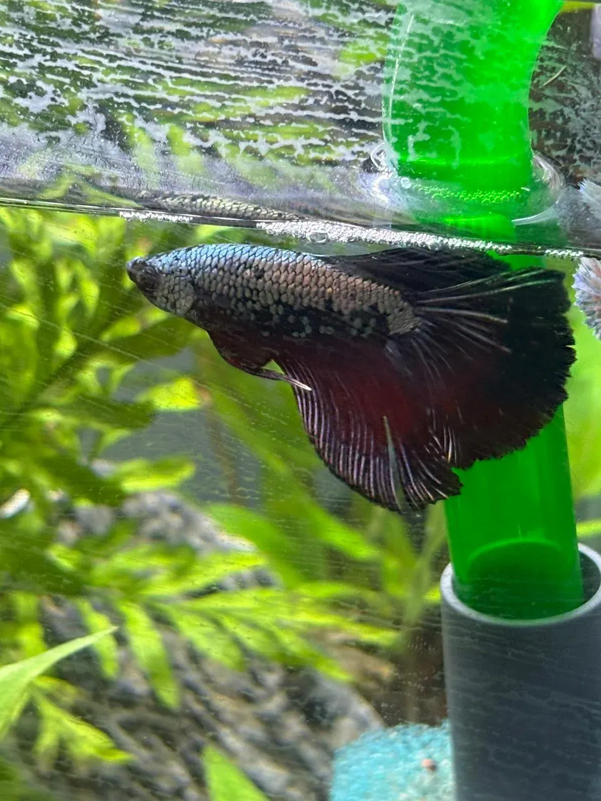 Pez betta con aletas oscuras iridiscentes junto a un tubo de acuario verde