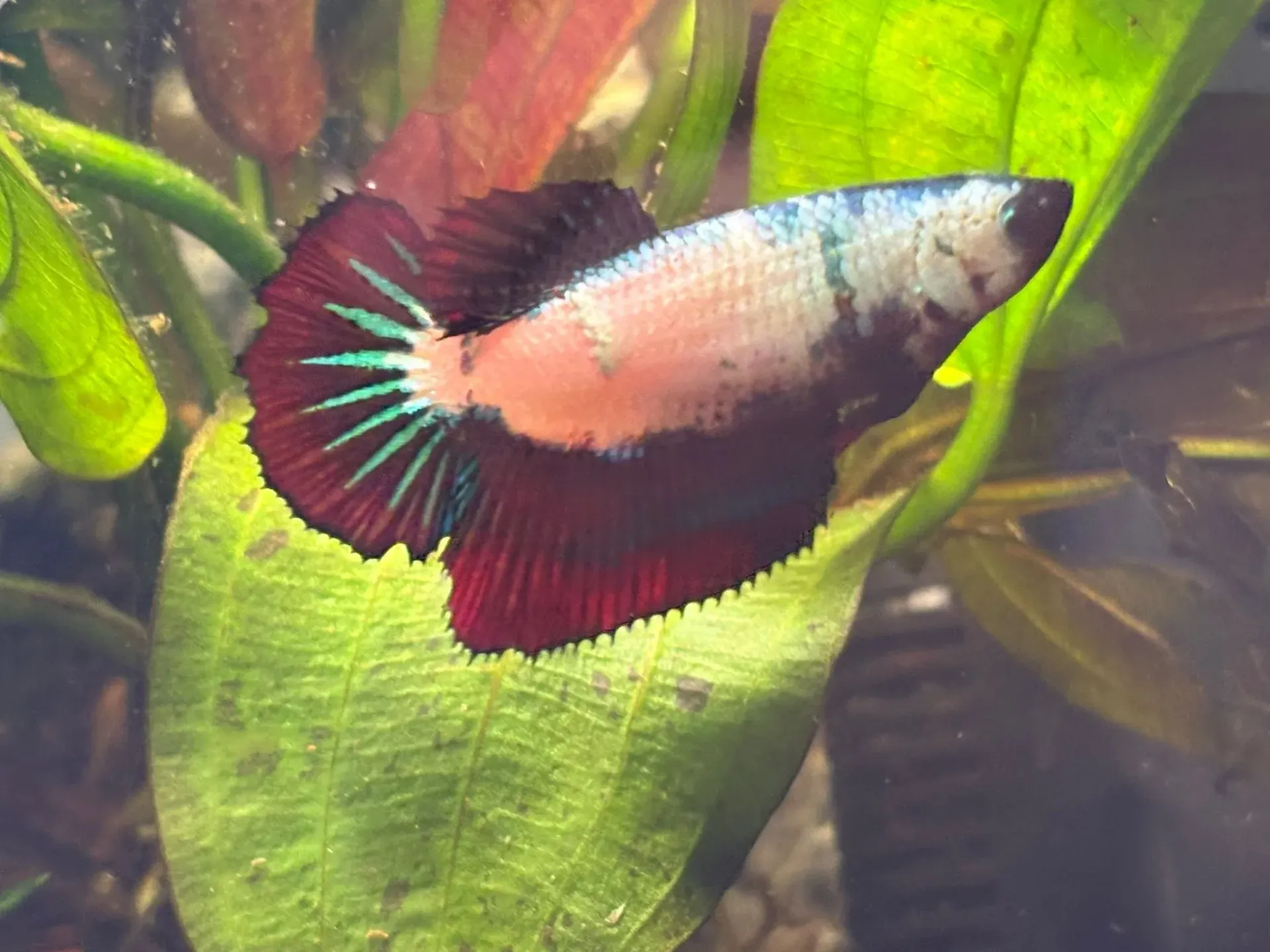 Peces betta de colores nadando entre plantas verdes de acuario