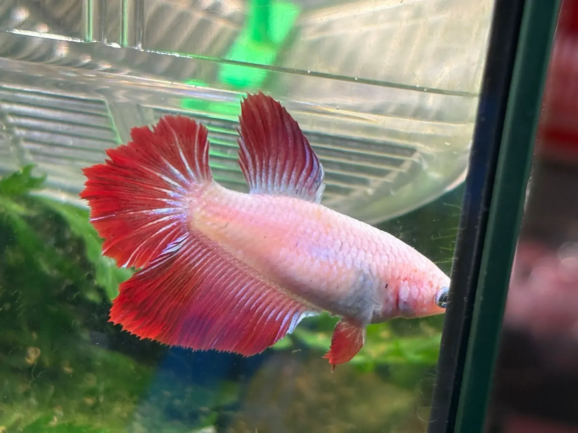 Peces betta rojos y blancos nadando en un tanque de cristal