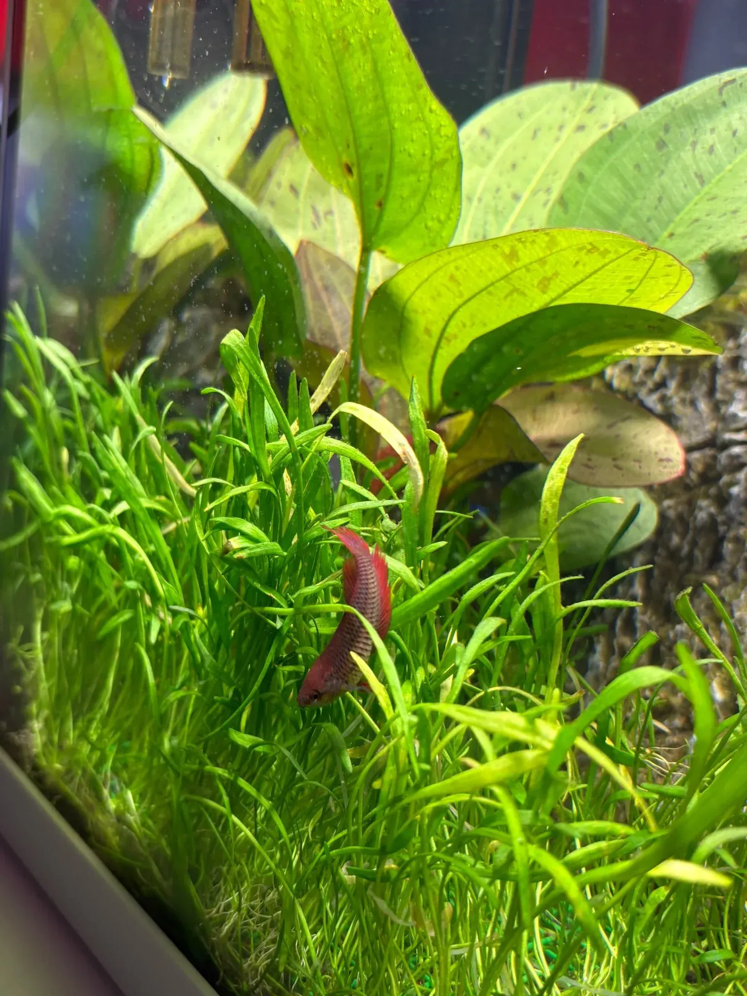 Acuario colorido con plantas verdes, hojas moradas y un pequeño pez rojo entre el follaje.