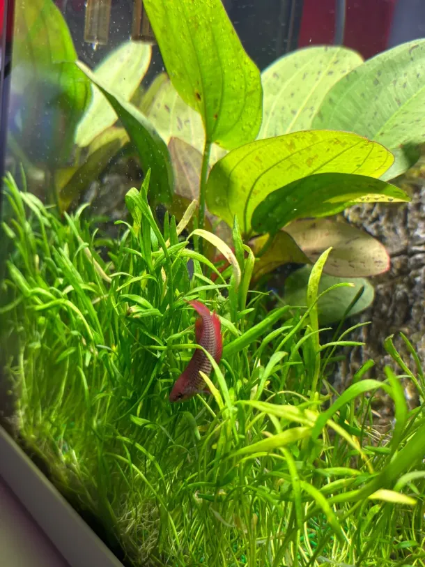 Acuario colorido con plantas verdes, hojas moradas y un pequeño pez rojo entre el follaje.