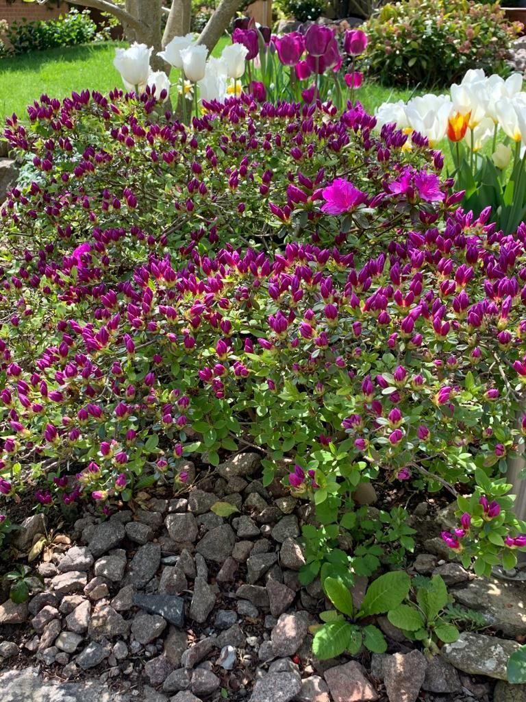 Dauti Gartenbau & Hauswartung