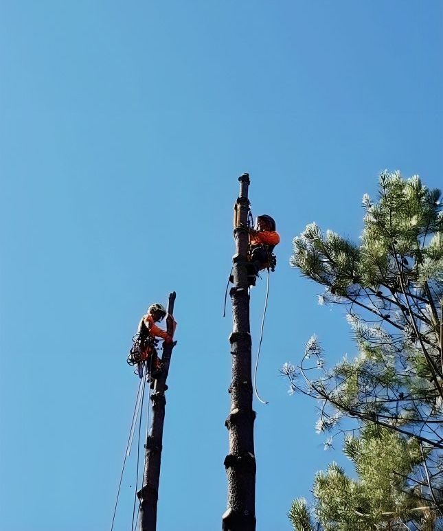 Dois homens estão subindo em árvores com motosserras.