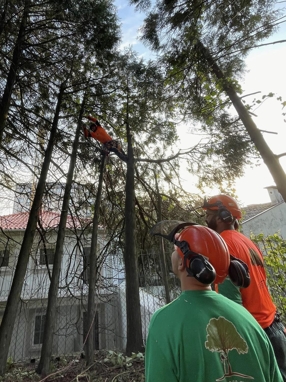 Cláudio Machado Arboricultura em Braga