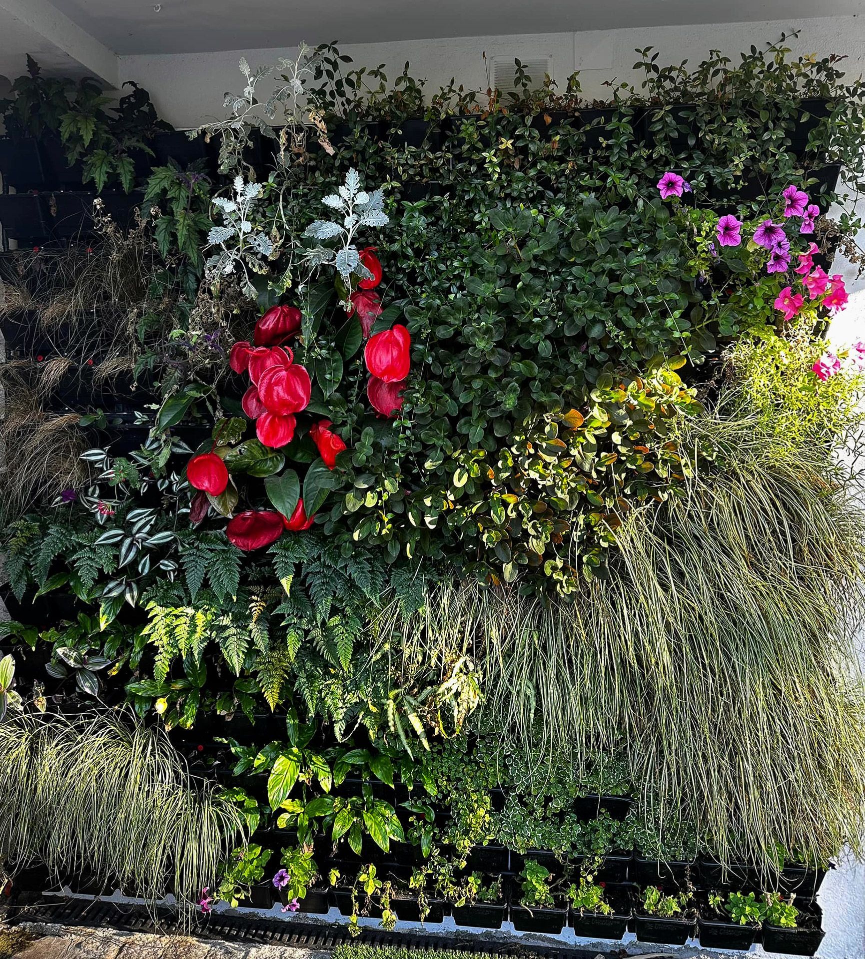 Cláudio Machado Arboricultura em Braga