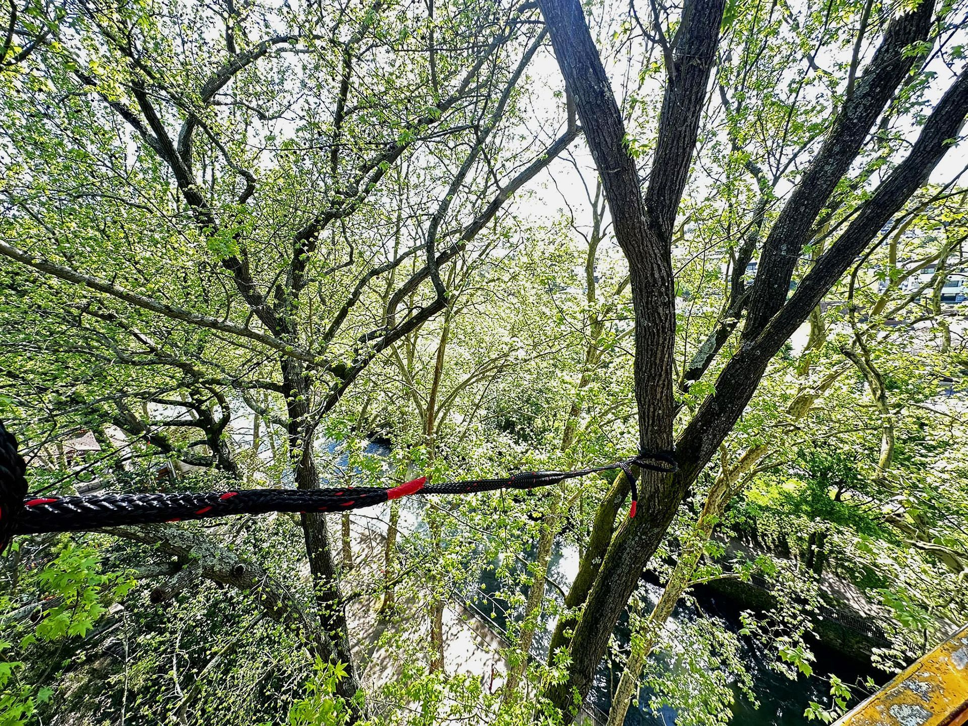 Cláudio Machado Arboricultura em Braga