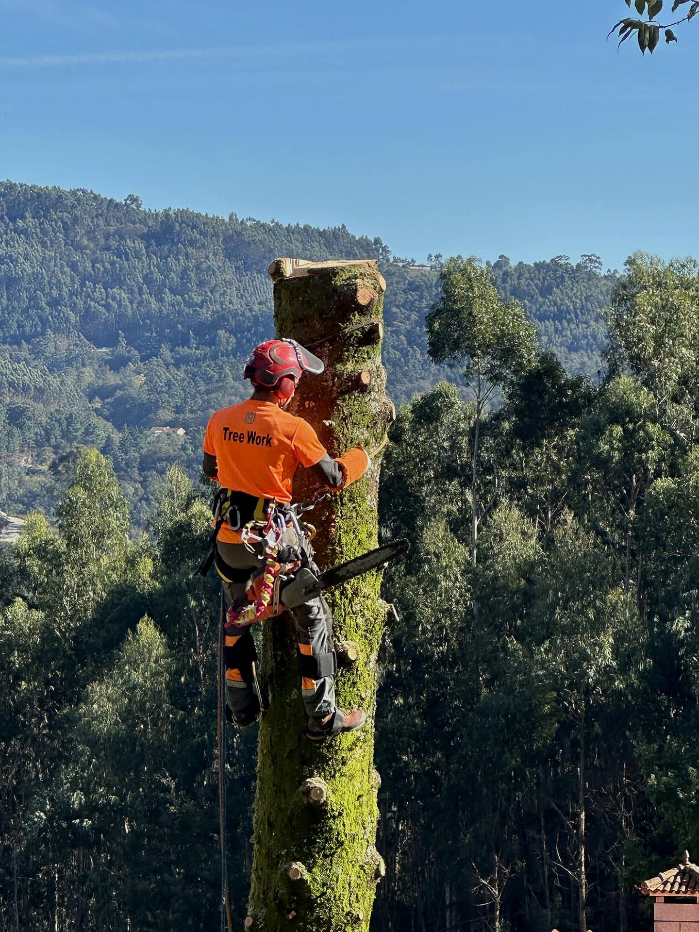 Cláudio Machado Arboricultura em Braga