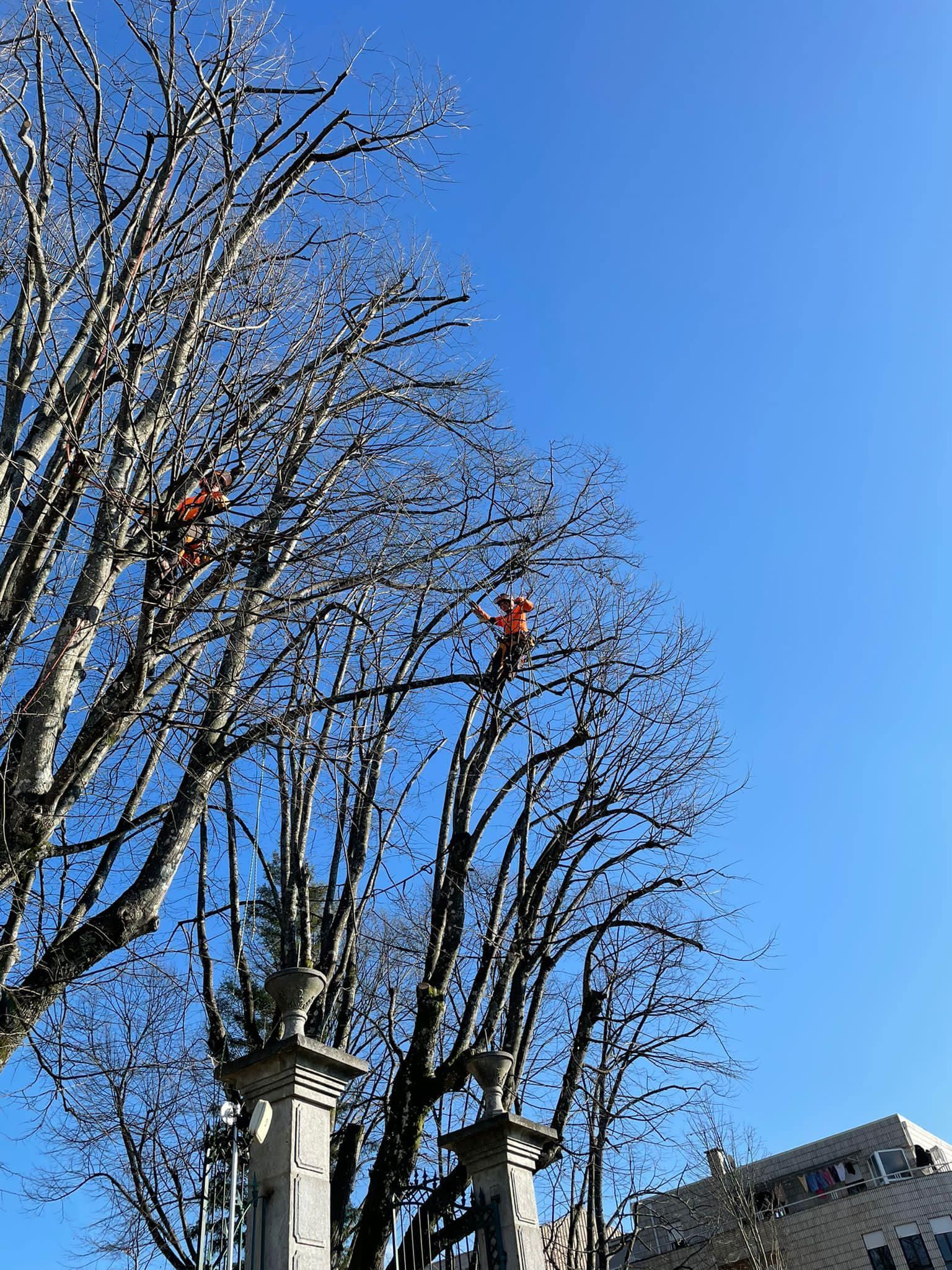 Cláudio Machado Arboricultura em Braga