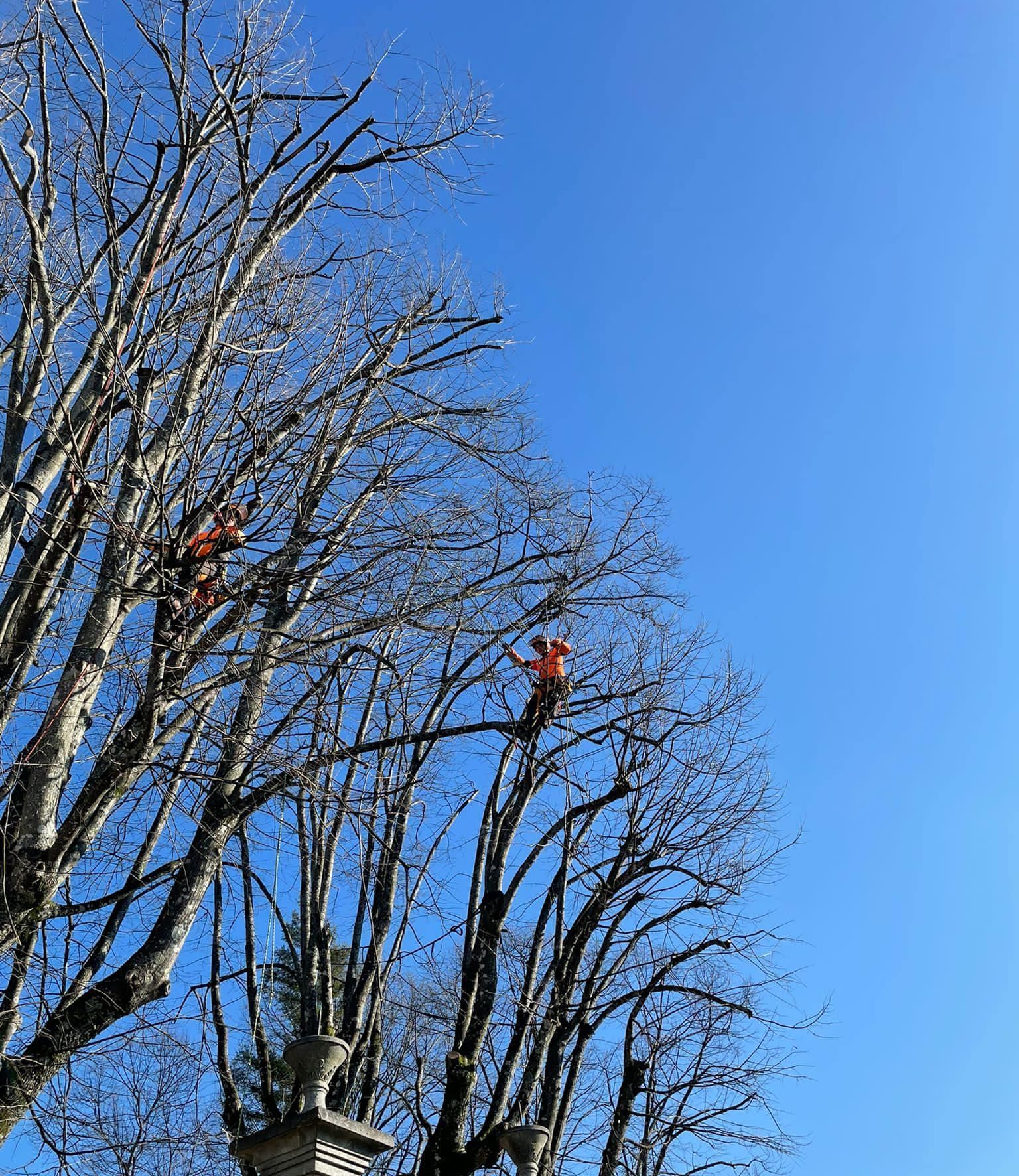 Uma fileira de palmeiras contra um céu azul