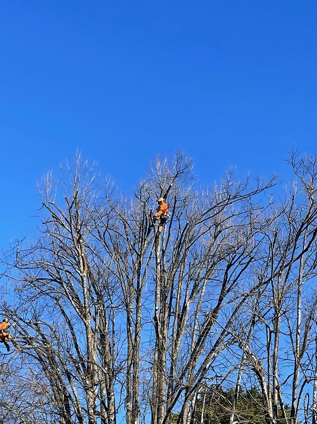 Cláudio Machado Arboricultura em Braga