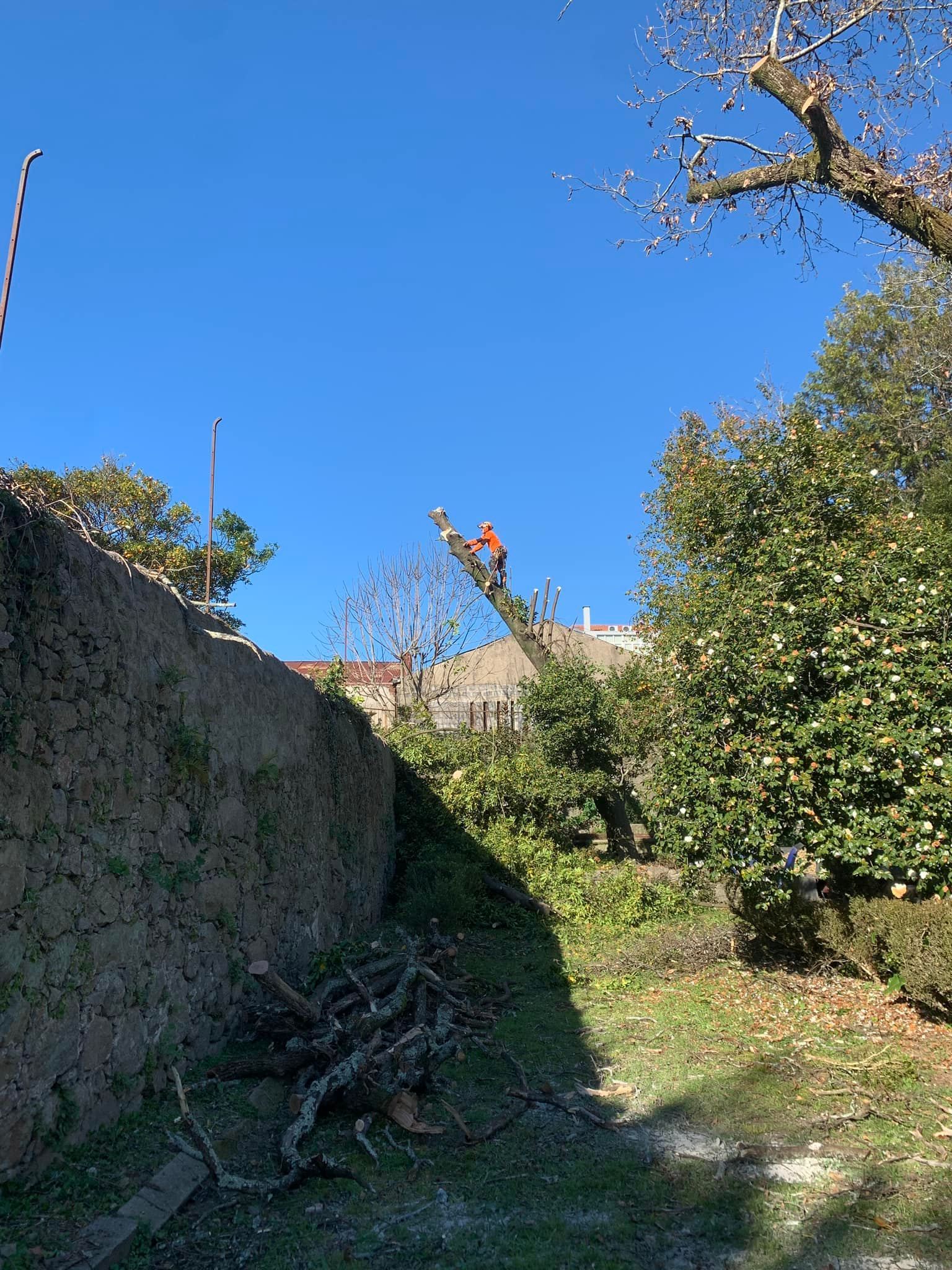 Cláudio Machado Arboricultura em Braga