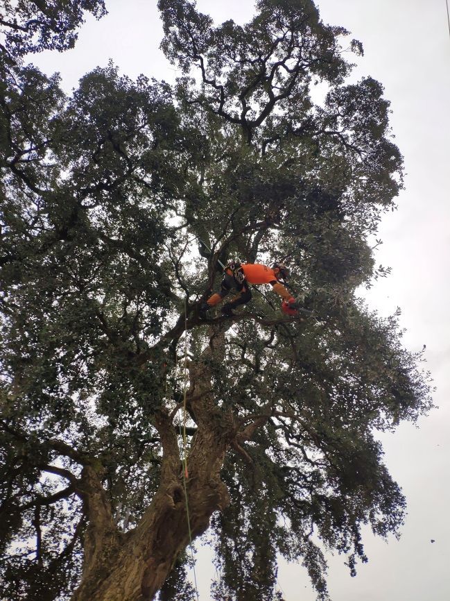 Cláudio Machado Arboricultura em Braga