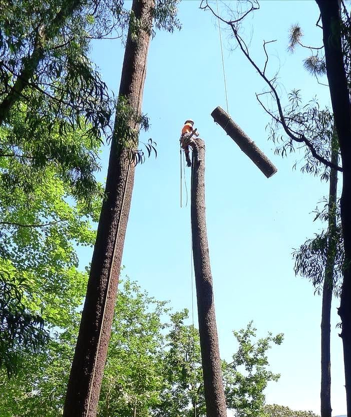Cláudio Machado Arboricultura em Braga
