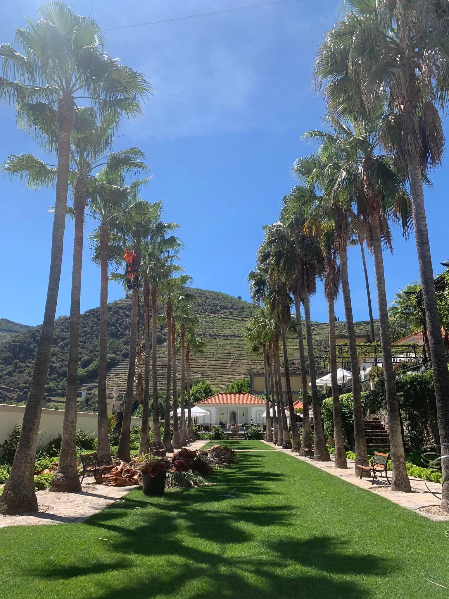 Cláudio Machado Arboricultura em Braga