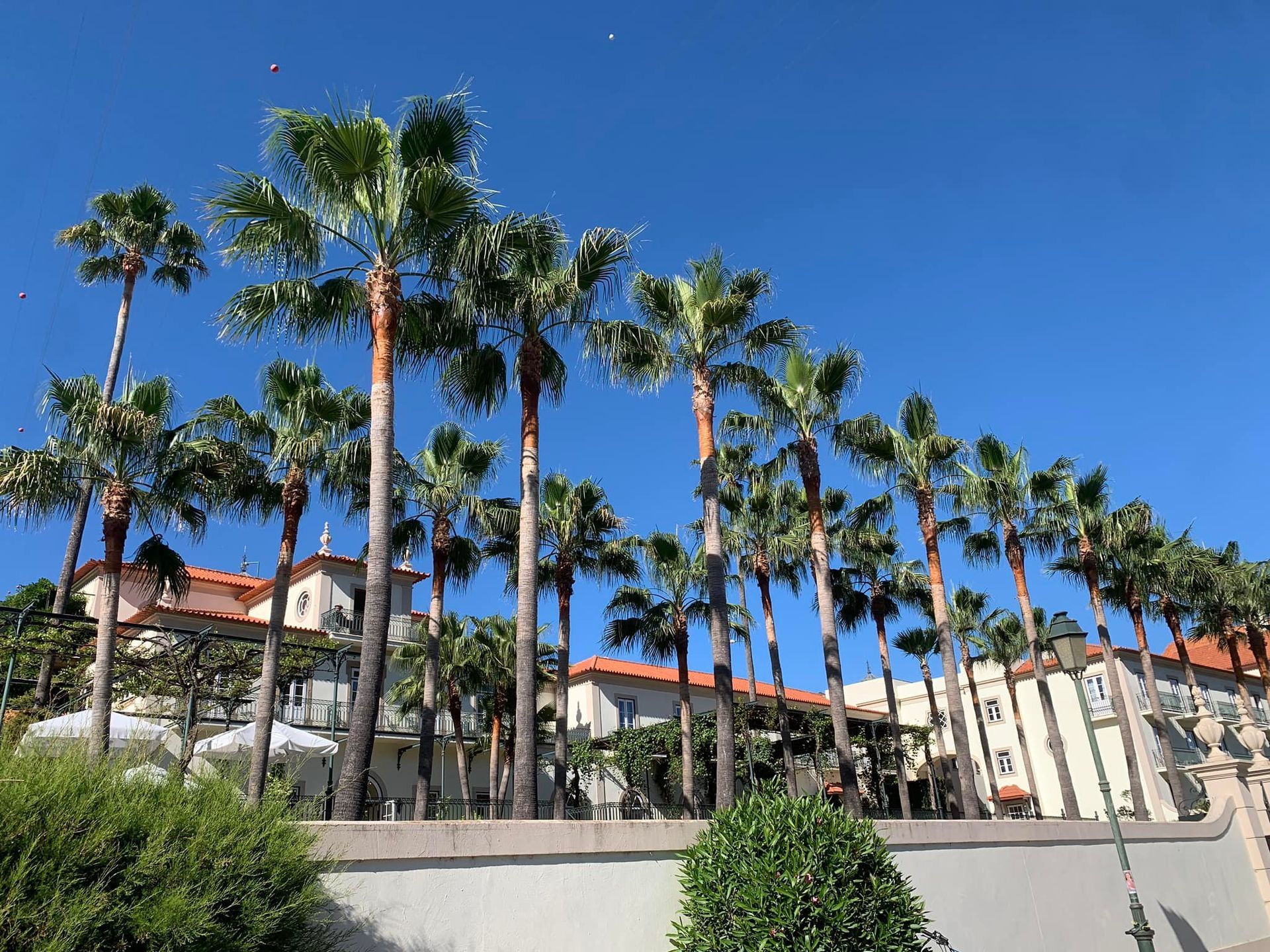 Cláudio Machado Arboricultura em Braga