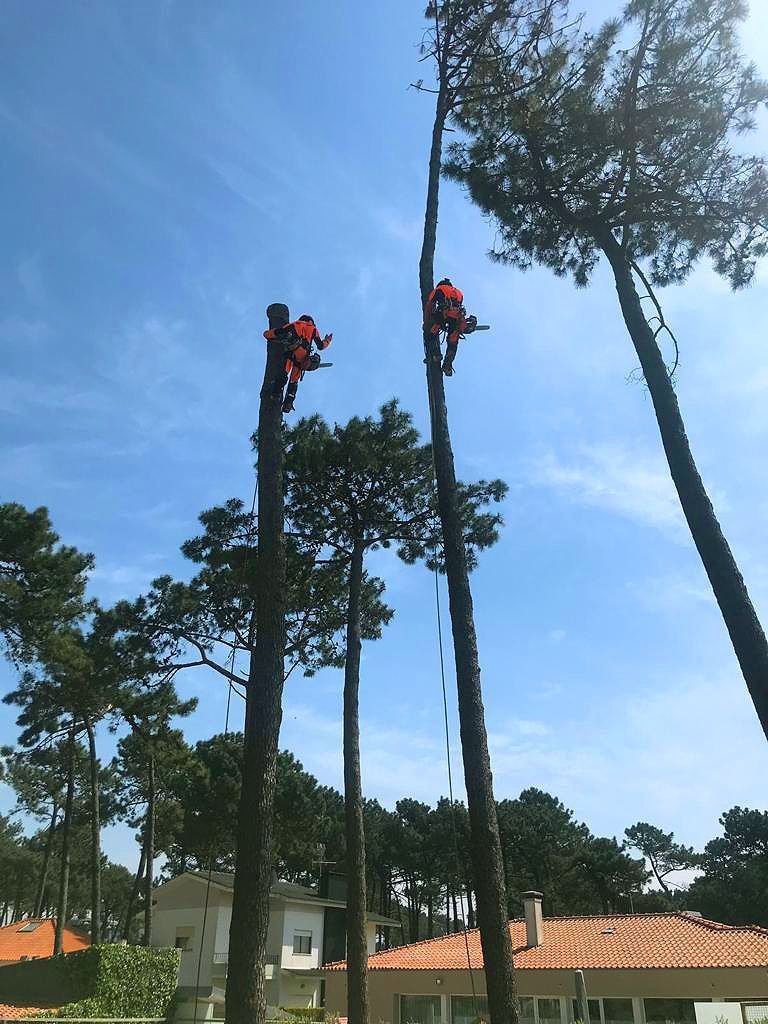 Cláudio Machado Arboricultura em Braga