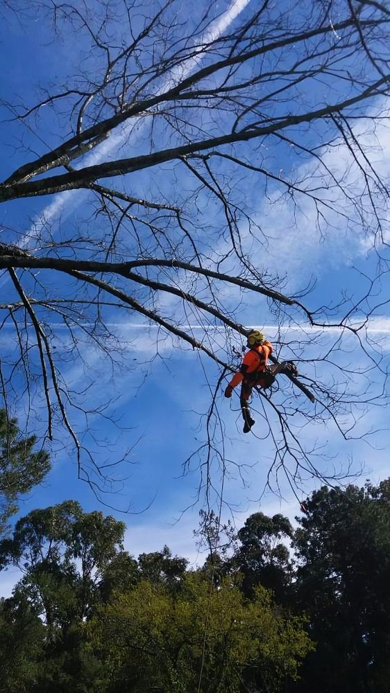 Cláudio Machado Arboricultura em Braga