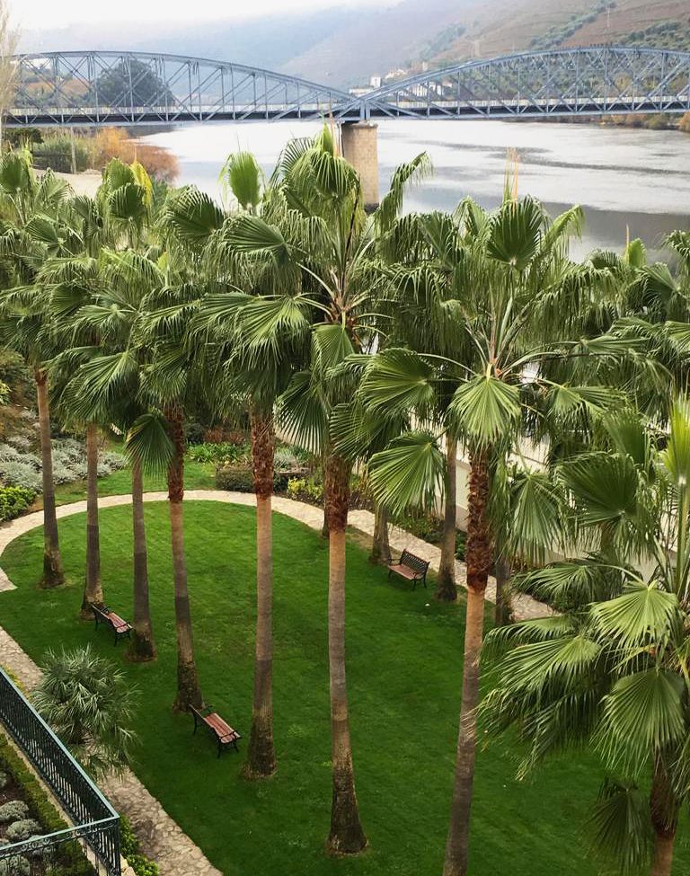 Cláudio Machado Arboricultura em Braga