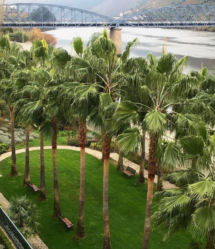 Uma fileira de palmeiras contra um céu azul