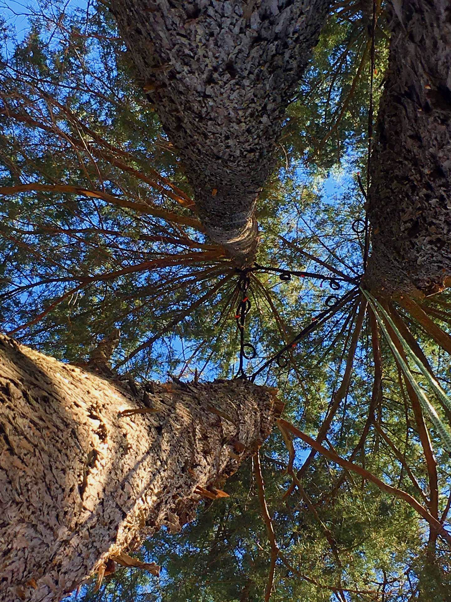 Cláudio Machado Arboricultura em Braga