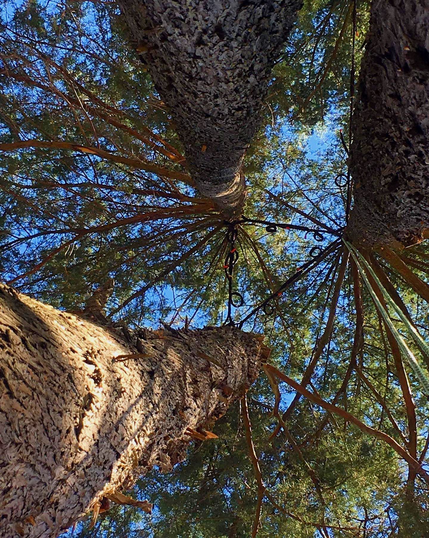 Uma mulher está sentada no chão segurando um vaso de planta