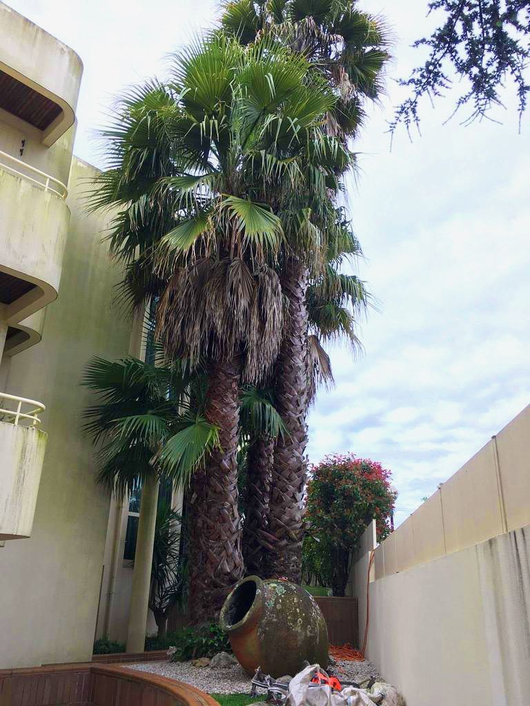 Cláudio Machado Arboricultura em Braga