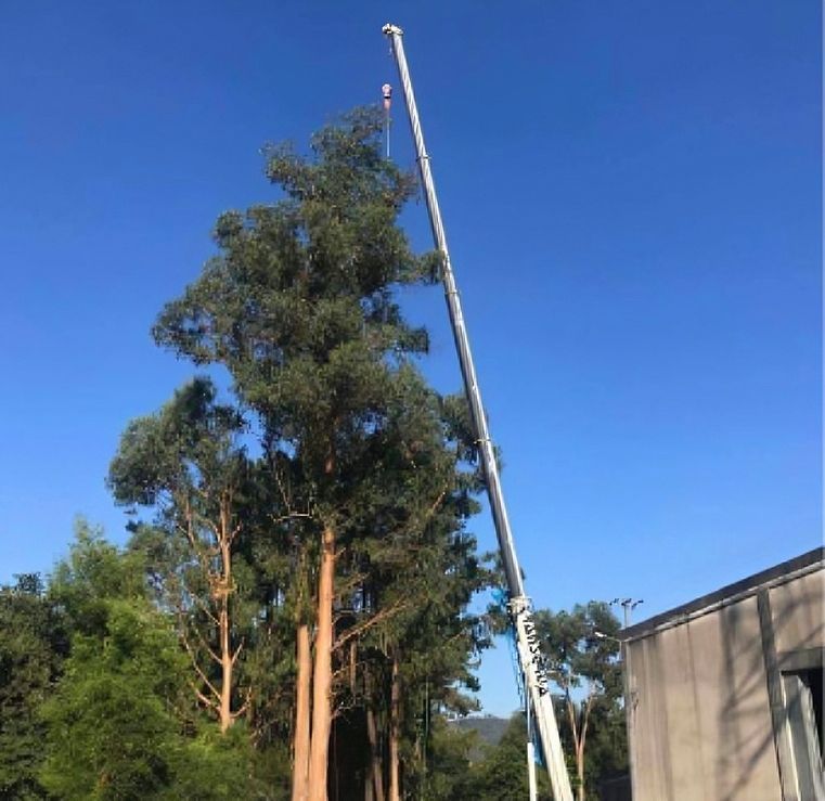 Cláudio Machado Arboricultura em Braga