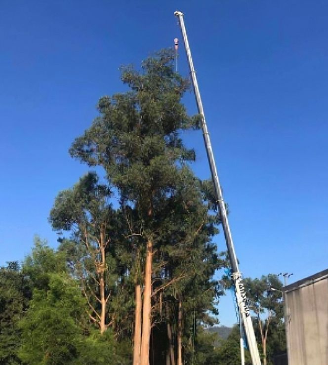 Uma grande árvore está sendo cortada por um guindaste.