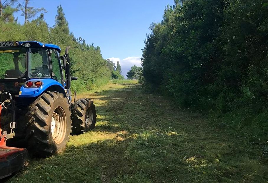 limpeza Cláudio Machado Arboricultura em Braga