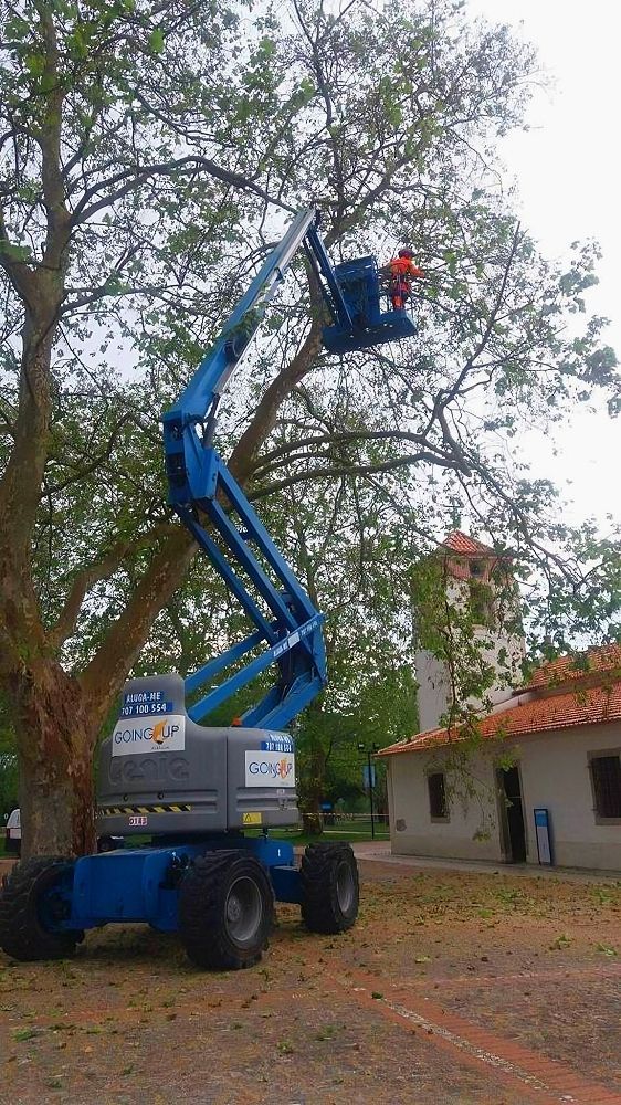 Poda seletiva Cláudio Machado Arboricultura em Braga