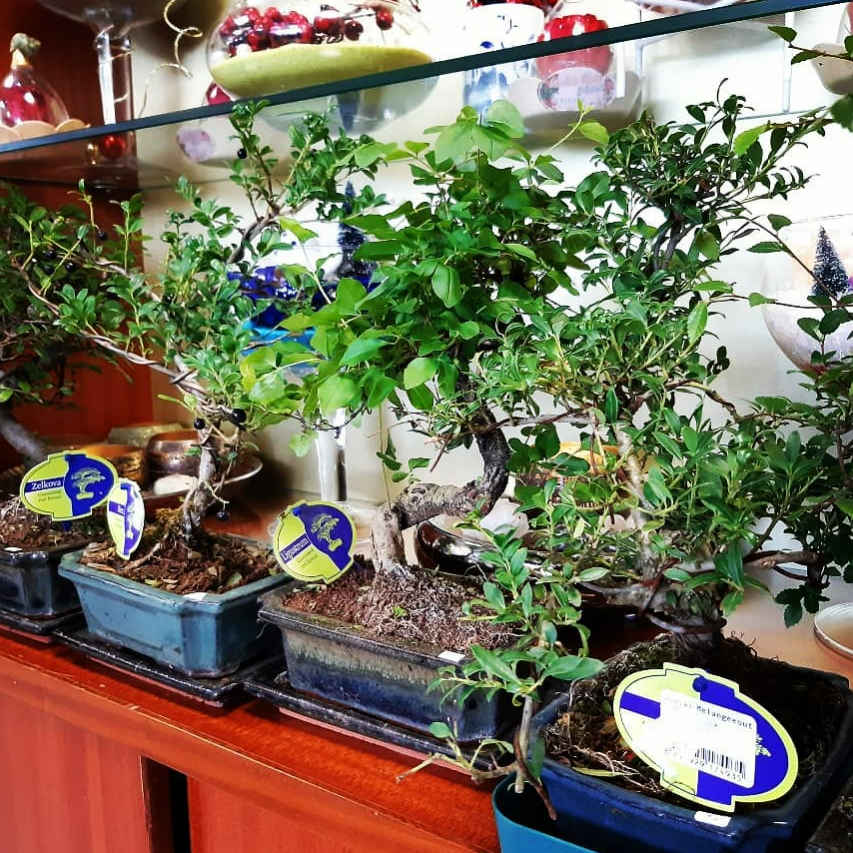 Bonsaïs en pots noirs et bleus sur une étagère en bois. Feuilles vertes, étiquettes visibles, en intérieur.