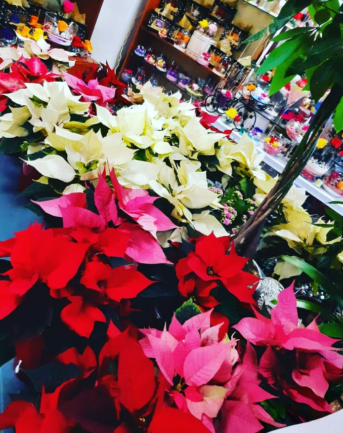 Poinsettias rouges, roses et blancs sur une table dans un magasin, avec des décorations en arrière-plan.