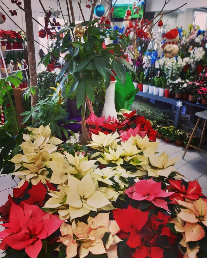 Poinsettias dans les tons de rouge, rose et crème dans un magasin de fleurs.