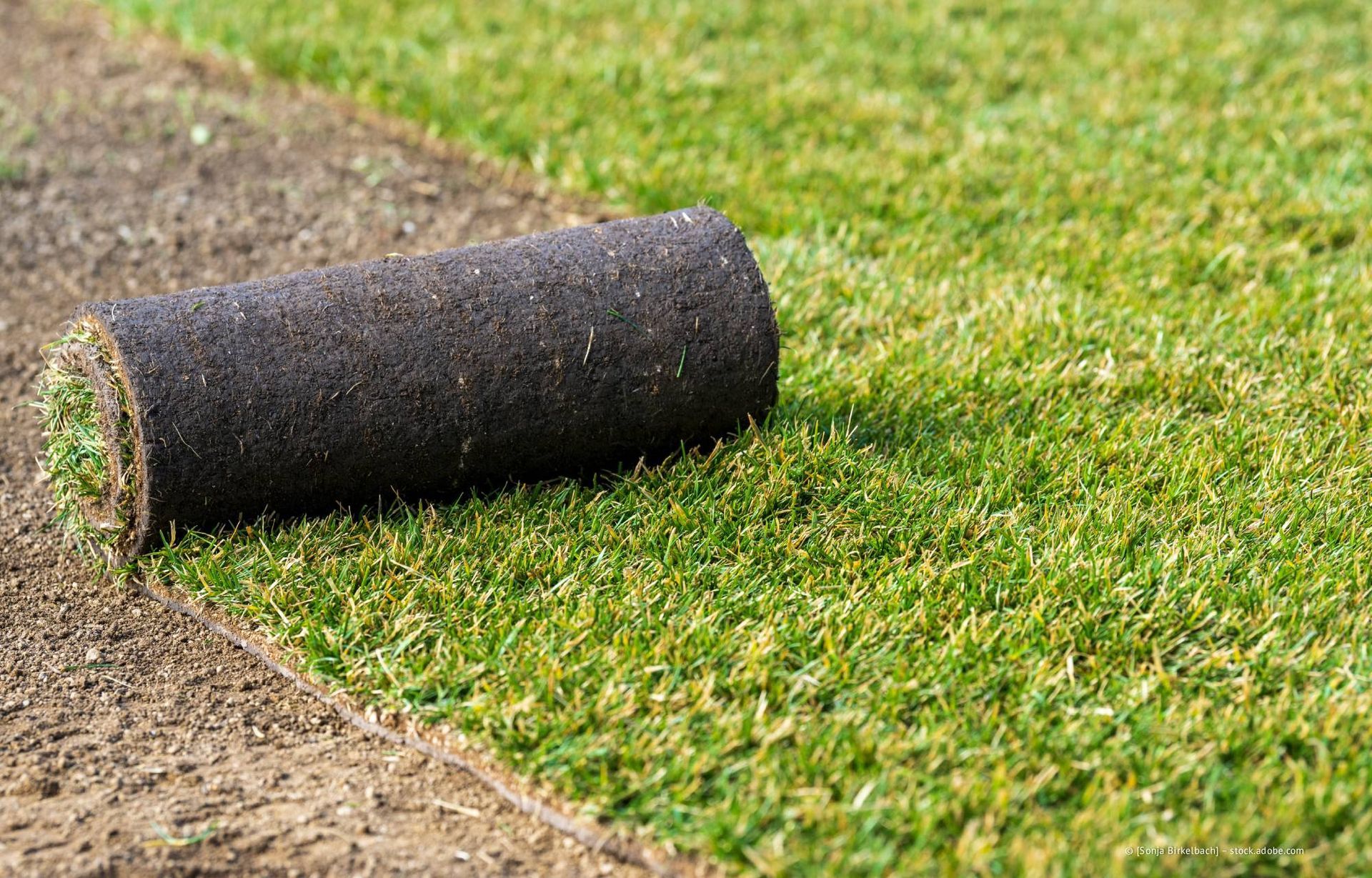 Eine Rasenrolle wird auf vorbereitetem Boden ausgerollt, grünes Gras.