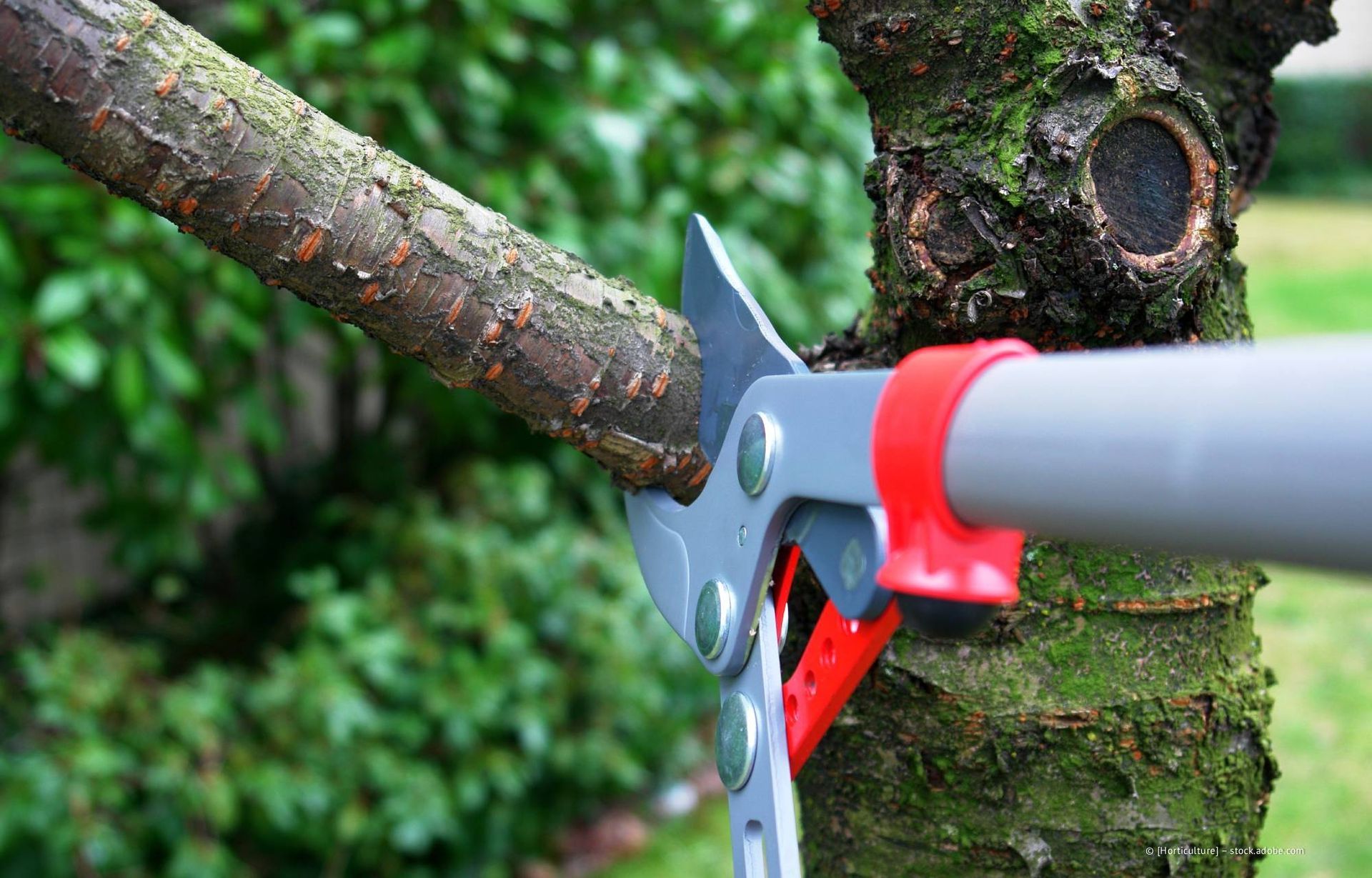 Gartenschere zum Abschneiden eines Astes im Freien; rote und silberne Werkzeuge.
