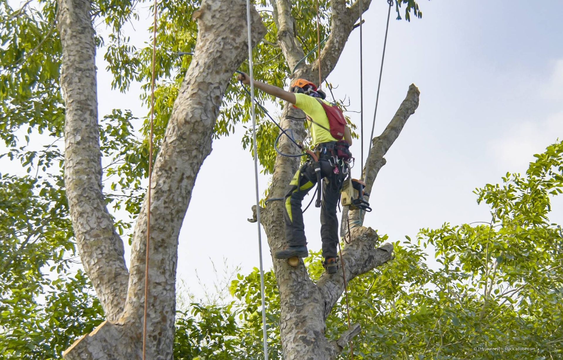 Ein Baumpfleger, der mit Gurtzeug und Helm ausgestattet ist, schneidet Äste in einem Baum ab.