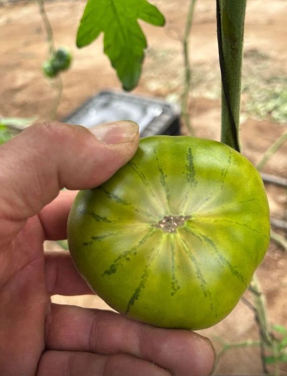 Mano sosteniendo un tomate verde en una rama; el tomate tiene rayas verdes más oscuras.