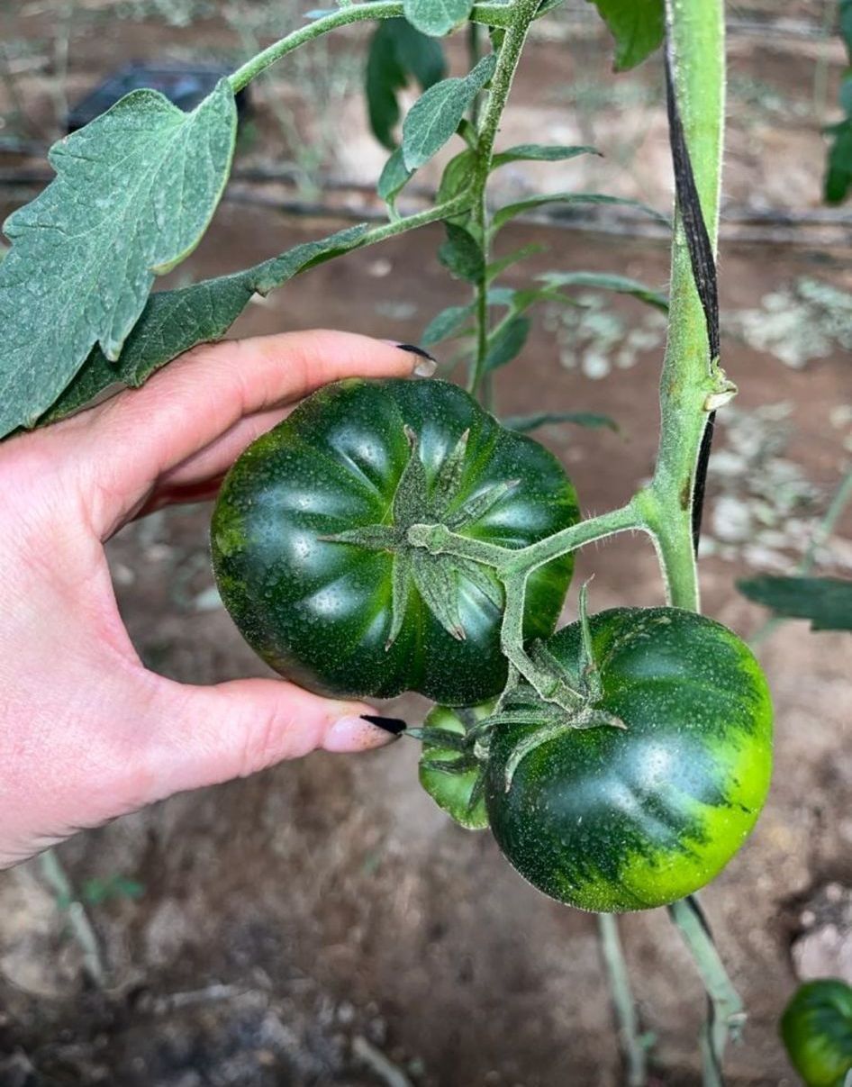 Una mano sostiene un tomate grande, de color verde oscuro, con vetas verdes más claras en la rama, al lado de un tomate más pequeño.