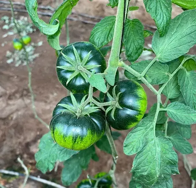 Tomates verdes madurando en una rama con hojas verdes. Algunos presentan un tono verde amarillento en la base.