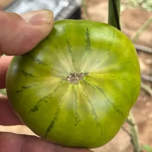 Una mano que sostiene un tomate verde inmaduro con rayas verde oscuro que irradian desde el extremo del tallo.