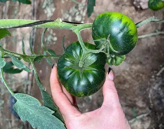 Mano sosteniendo un tomate verde grande en la rama. El tomate tiene rayas verde oscuro y verde claro.