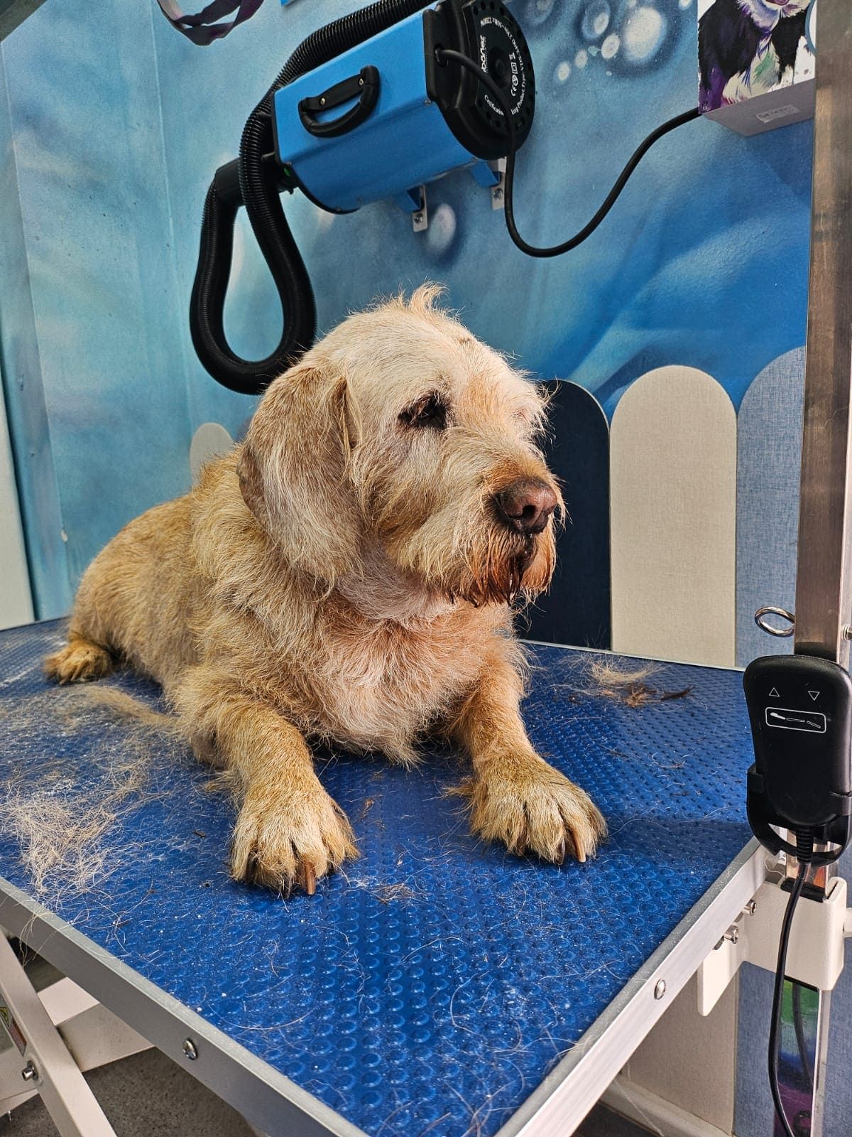 Un perro peludo, de color marrón claro, acostado sobre una mesa de peluquería azul frente a un secador profesional.