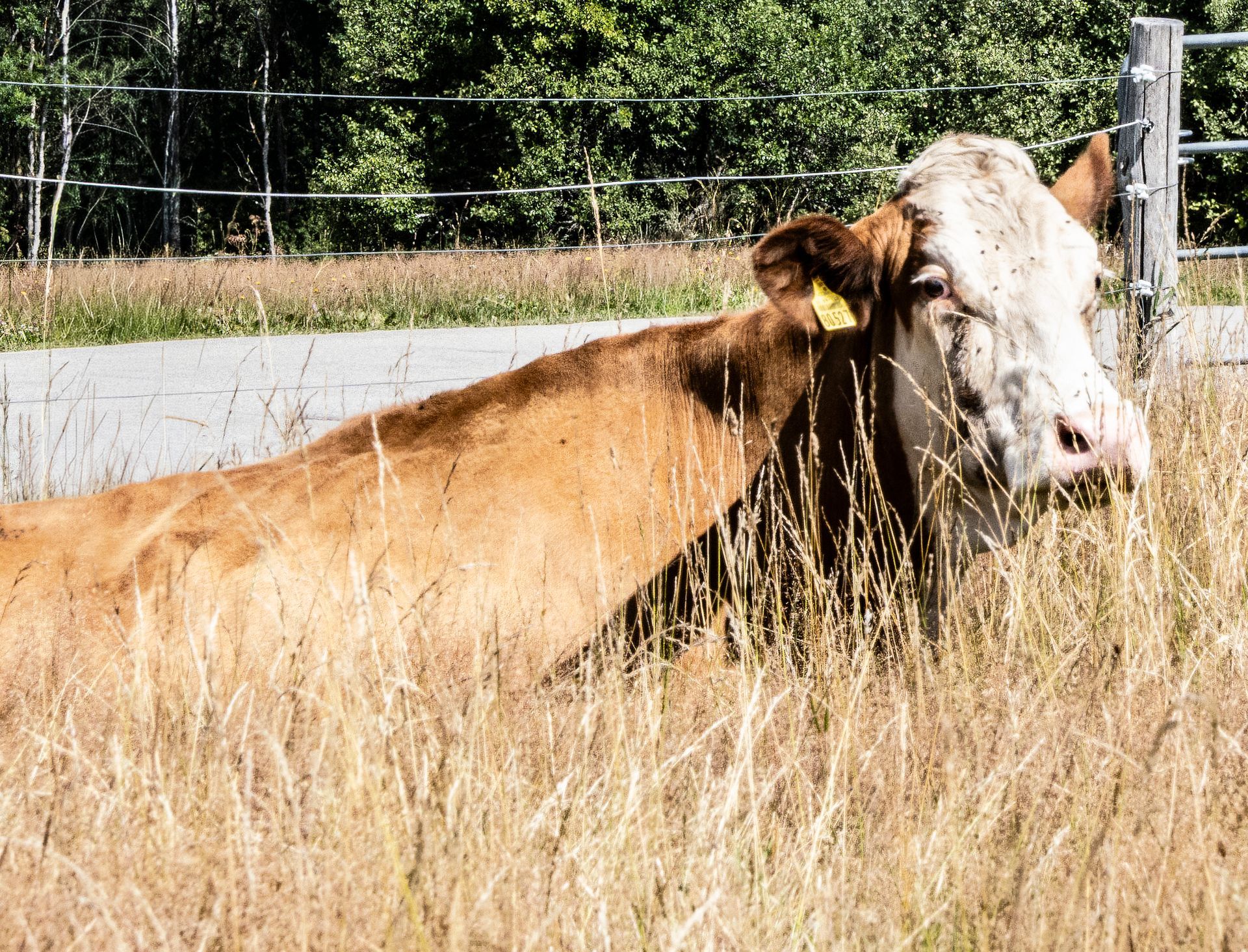 Resting Cow