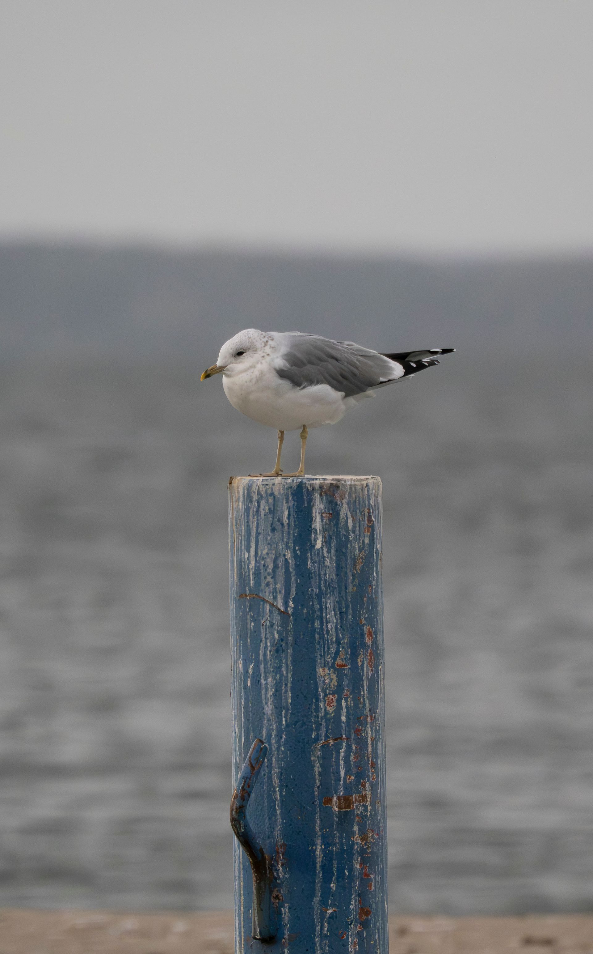Gull in Morning Mood