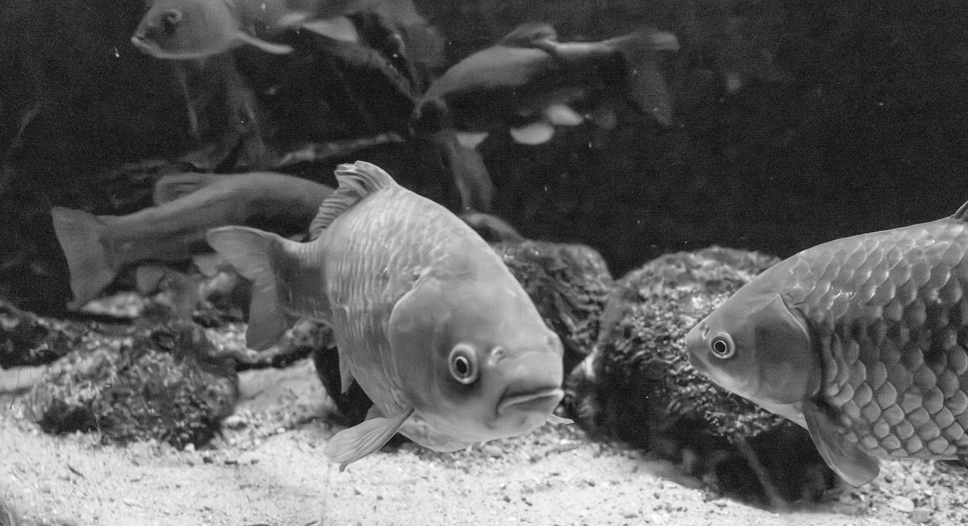 Fish in the Müritzeum