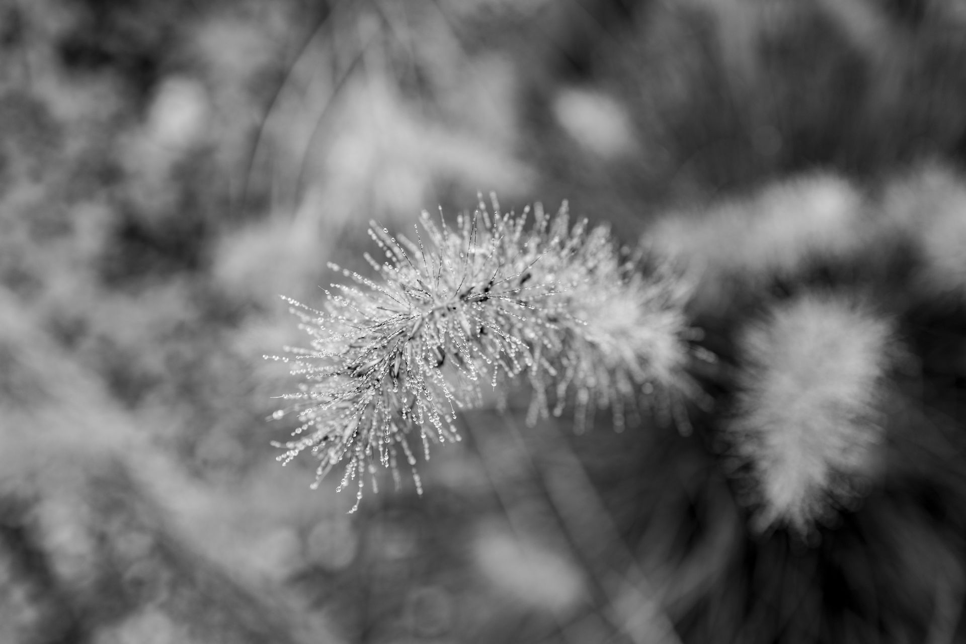 Plant with Water drops
