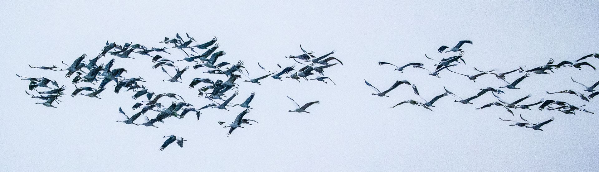 Cranes in flight like a cloud in heaven