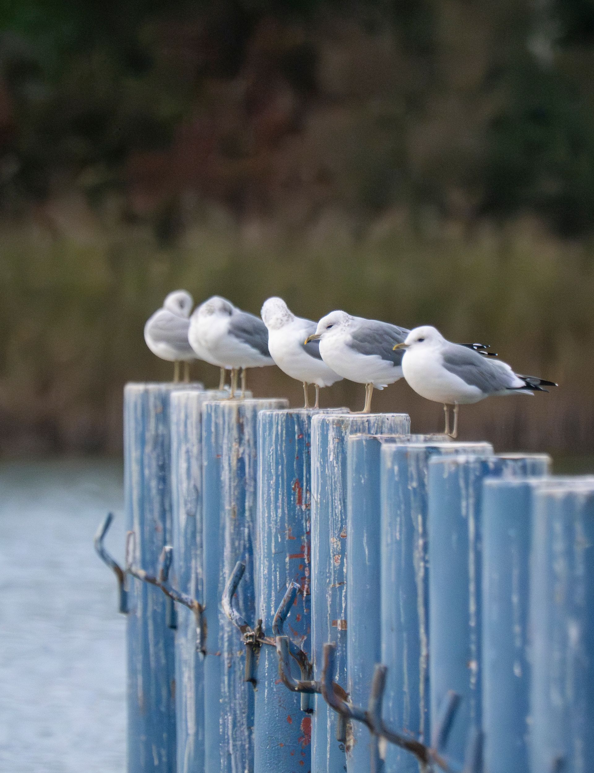 Müritz Sitting Gulls