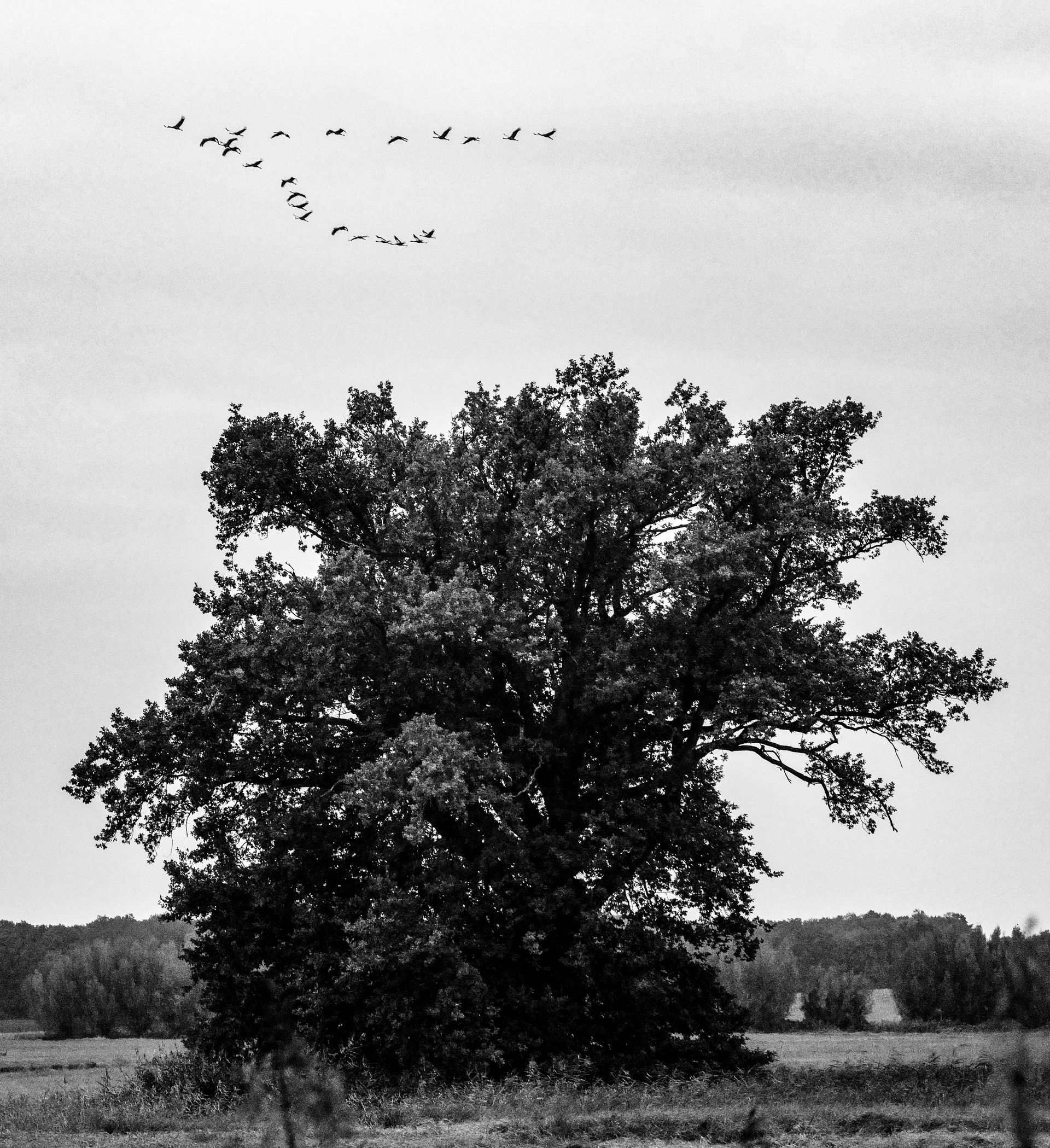Morning flight to the fields