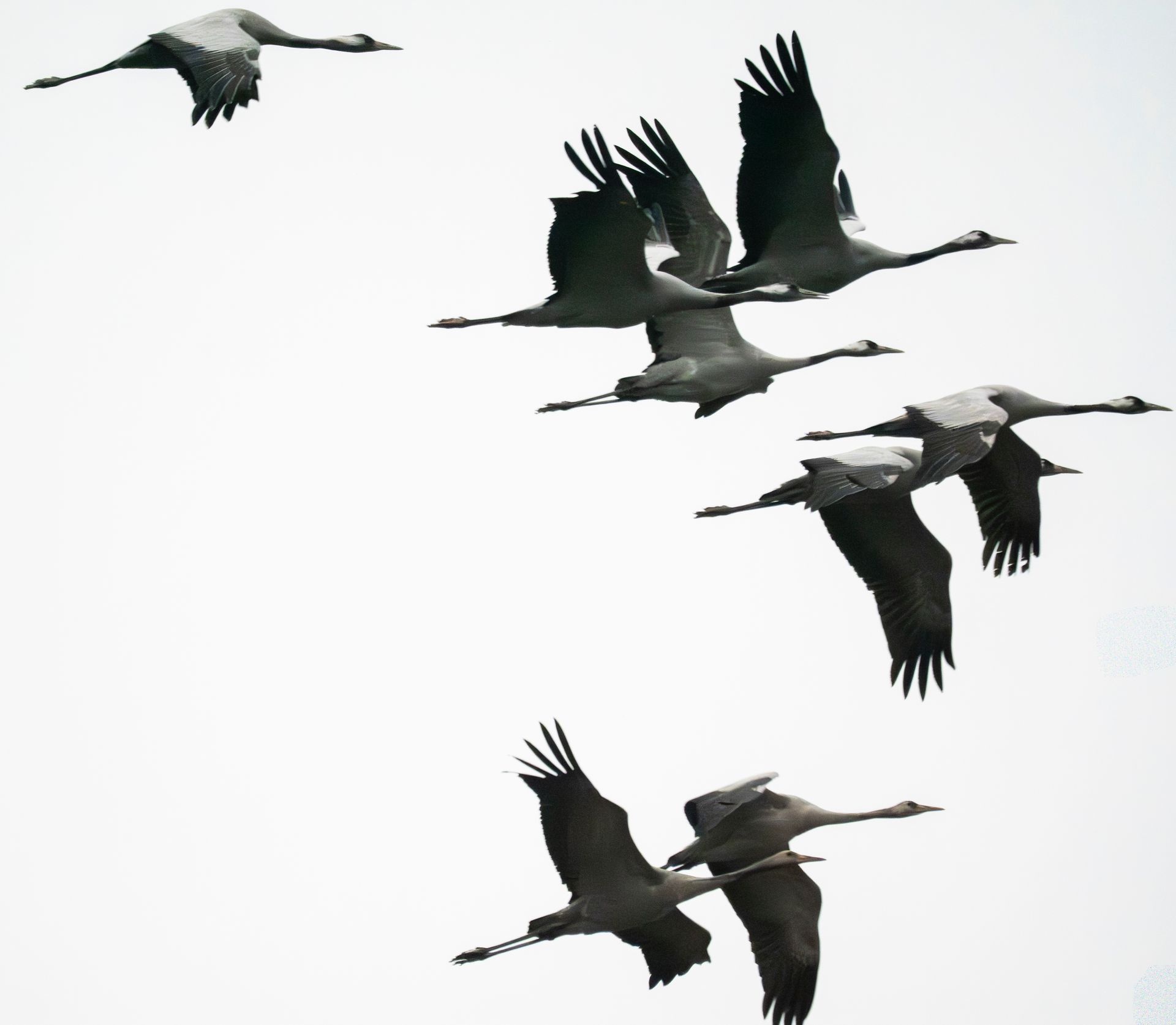 Group of flying Cranes